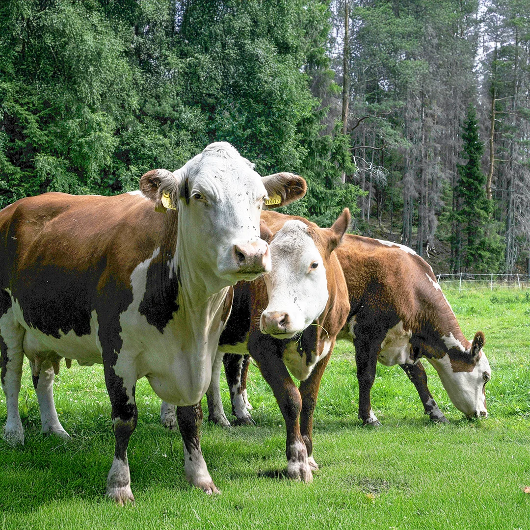 Three brown and white cows standing and grazing in a grassy pasture near trees.