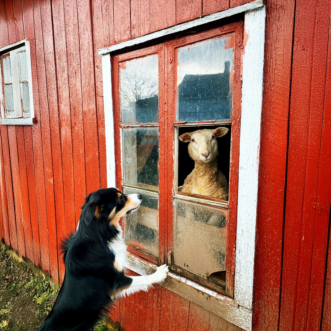 A black and white dog stands at a red barn window looking at a sheep inside.