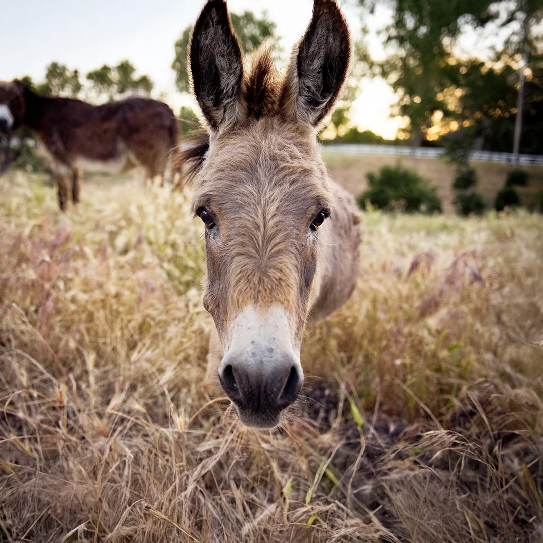 A curious donkey stands close to the camera in a grassy field with another donkey in the background at sunset.