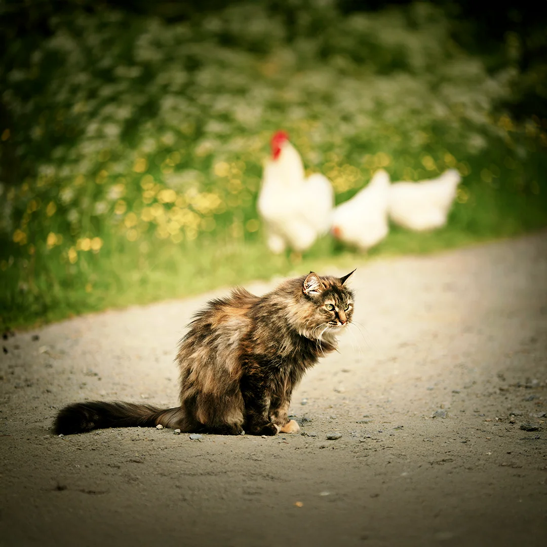 A long-haired brown cat sits on a dirt path with white chickens blurred in the background.