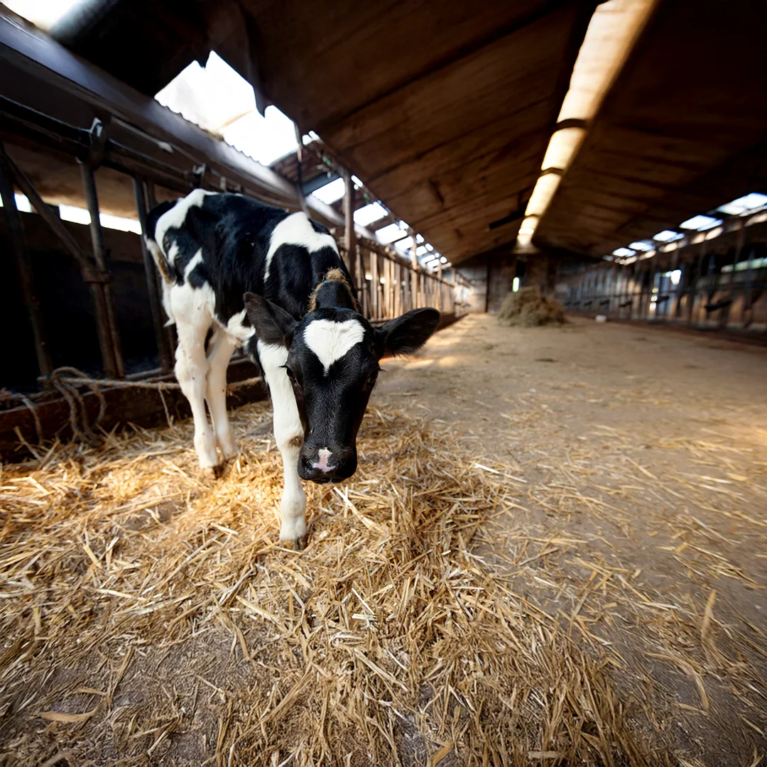 A black and white calf stands on straw in a sunlit barn with feeding stalls along the sides.