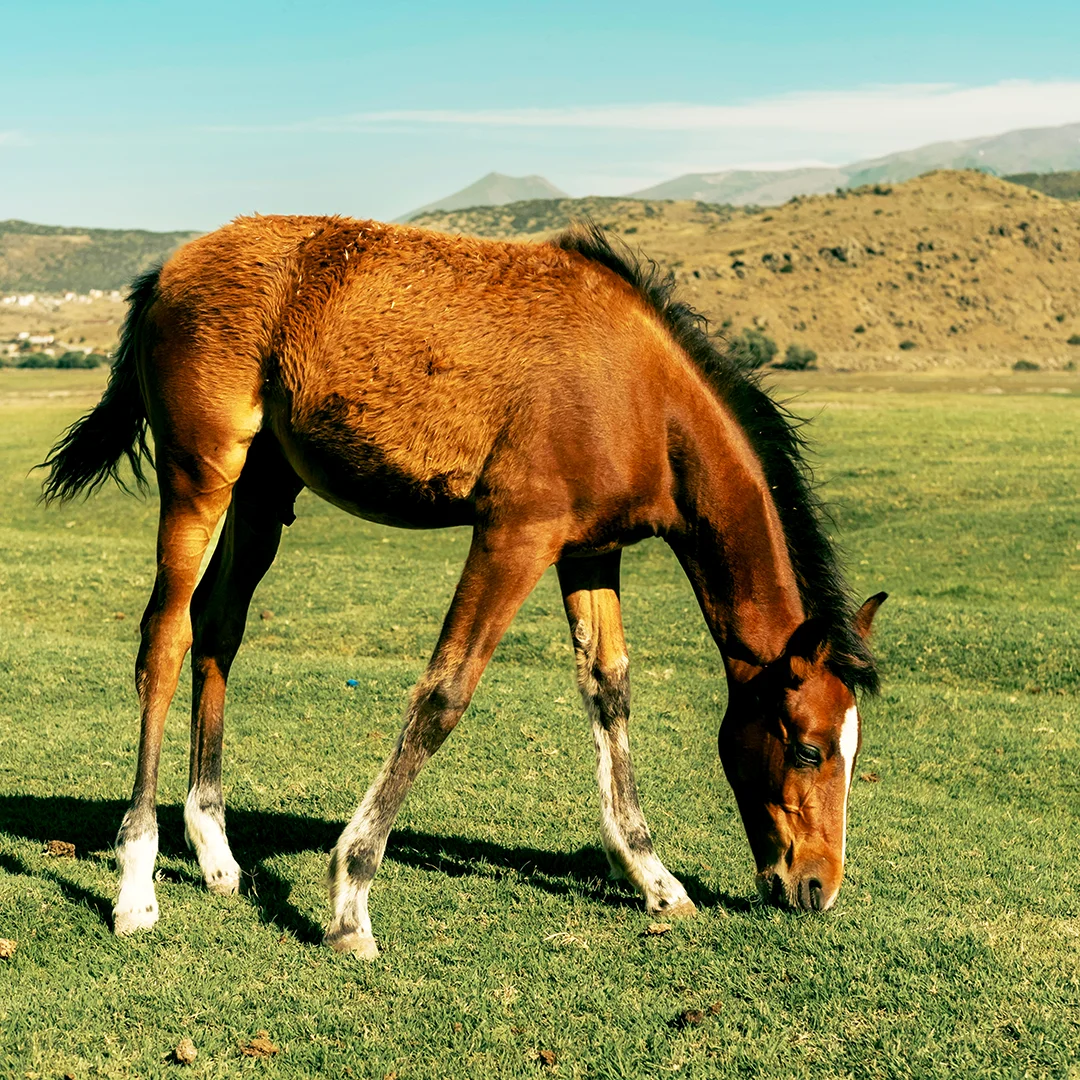 A brown foal with white markings grazes in a grassy field with hills in the background.