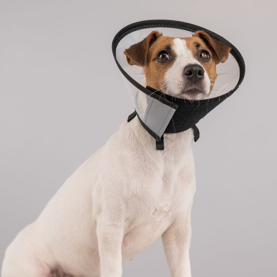 Dog wearing cone