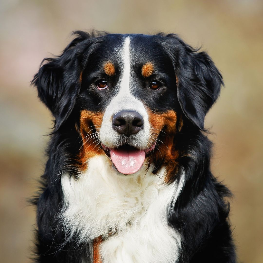 Dog looking Infront of camera