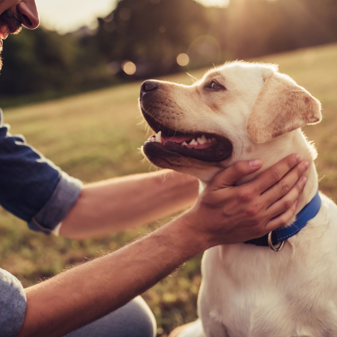 Dog getting cared by the man