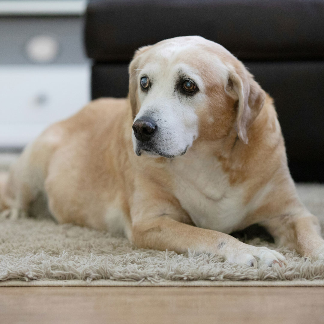 Old dog looking infront