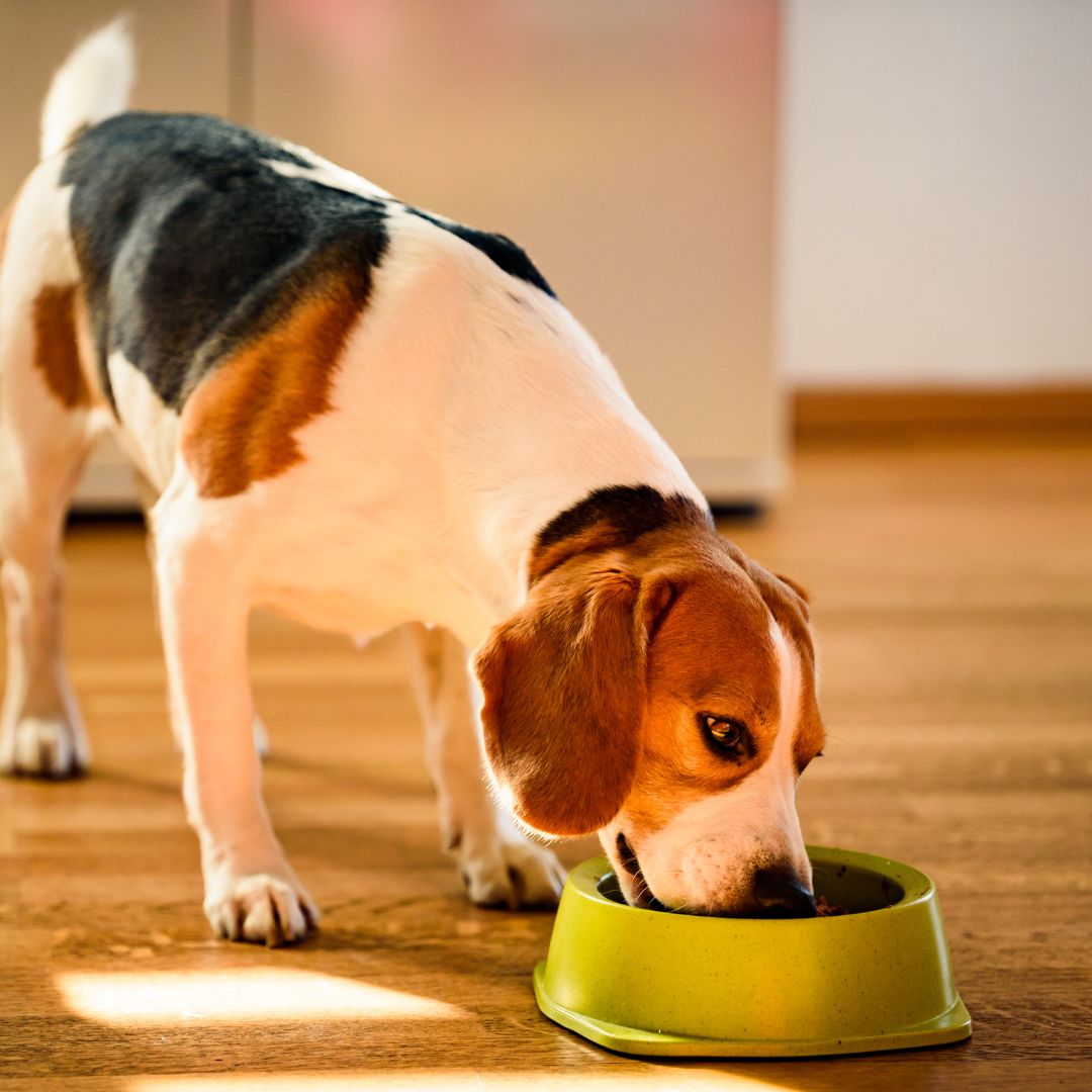 Nutritional consulting photo