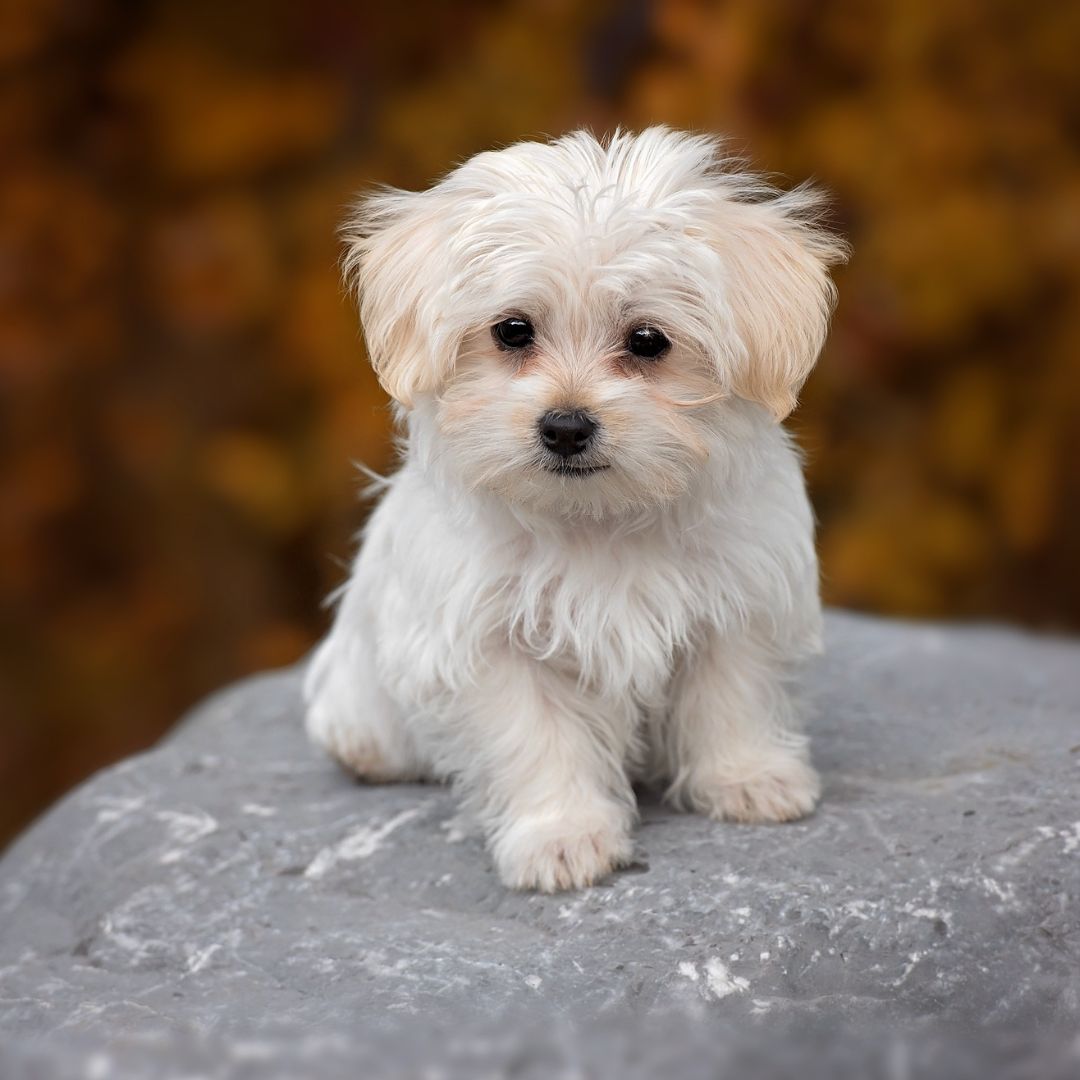Cute puppy sitting and looking at the camera