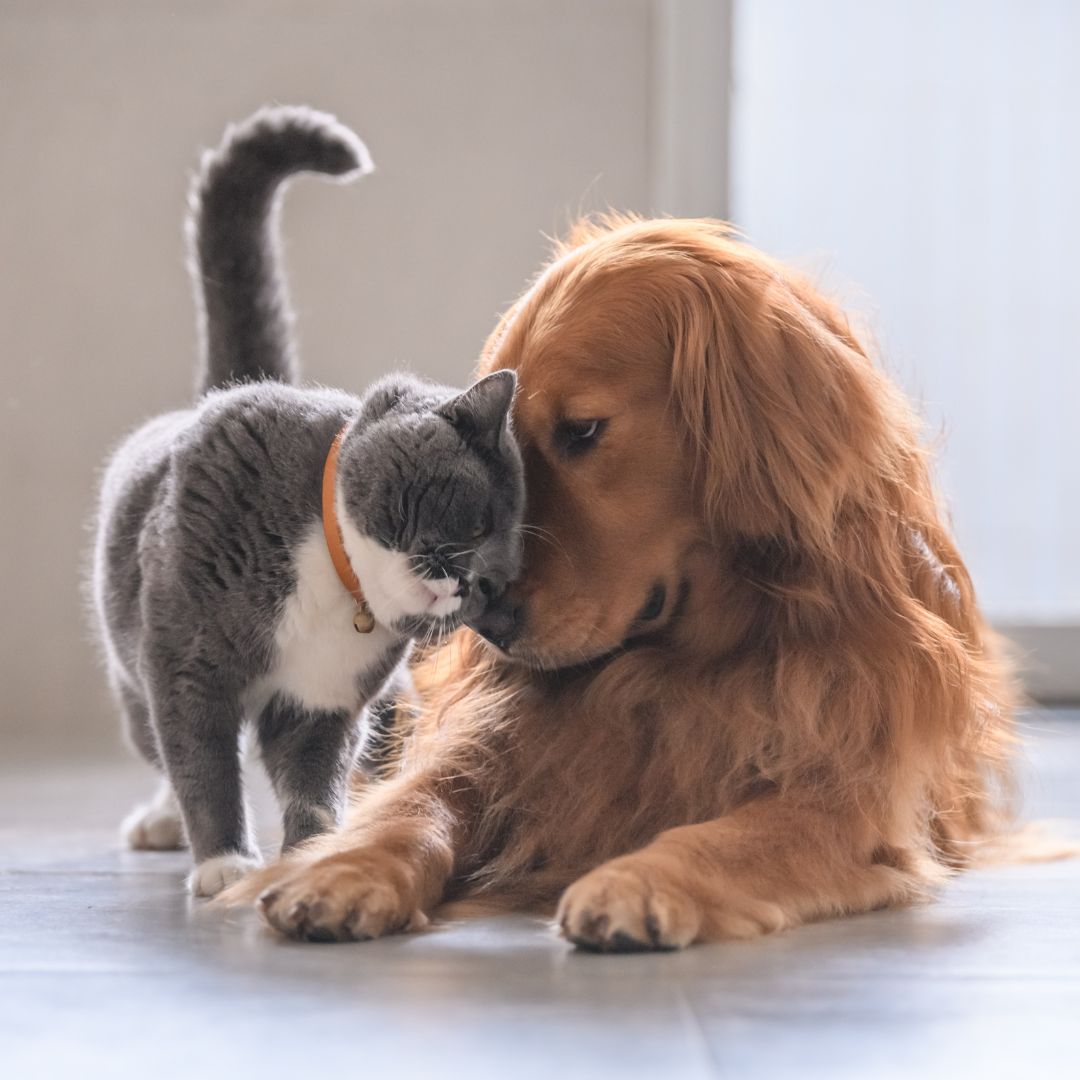 Refugee Canyon Veterinary Services section