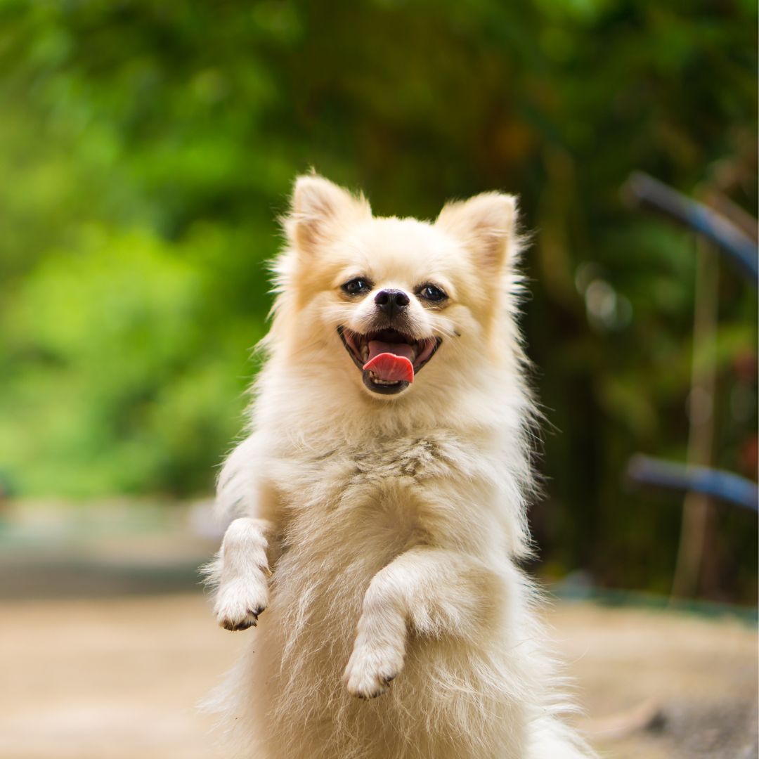 Cute dog jumping with fun